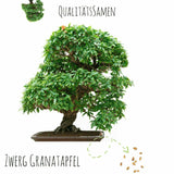 Bonsai Samen mit hoher Keimrate - 5er Set inkl. gratis eBook