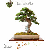 Bonsai Samen mit hoher Keimrate - 5er Set inkl. gratis eBook