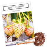 Weiße Erdbeeren Samen - Fragaria (weiß) - HappySeed