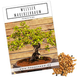 Weißer Maulbeerbaum Samen - Morus alba (Bonsai) - HappySeed
