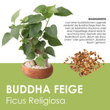 Buddha-Feige Samen - Ficus religiosa (Bonsai) - HappySeed