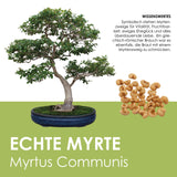 Echte Myrte Samen - Myrtus communis (Bonsai) - HappySeed