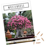 Wüstenrose Samen - Adenium obesum (Bonsai) - HappySeed