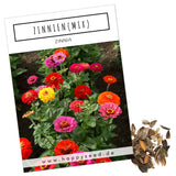Zinnien Samen - Zinnia (Mix) - HappySeed