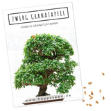 Zwerg Granatapfel Samen -Punica granatum Nana (Bonsai) - HappySeed