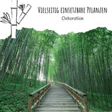 Moso Riesenbambus Samen - Phyllostachys pubescens - HappySeed