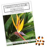 Strelitzie / Paradiesvogelblume Samen - Strelitzia reginae, 4 Korn - HappySeed