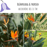 Strelitzie / Paradiesvogelblume Samen - Strelitzia reginae, 4 Korn - HappySeed