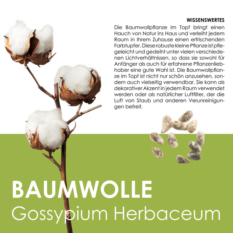 GROW2GO Baumwoll-Pflanzset ideal zur Baumwollhochzeit - Mini-Gewächshaus, Baumwollsamen & Erde - HappySeed