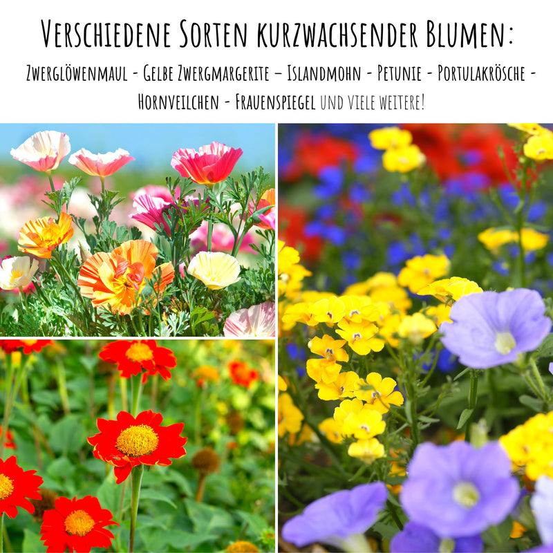 Blumensamen Balkonkasten Mischung - Farbenfroher Blumen Mix - HappySeed