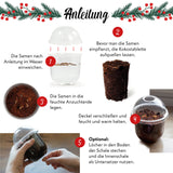 GROW2GO Weihnachtsbaum zum selber Pflanzen - Mini-Gewächshaus, Nordmanntanne Samen & Erde - HappySeed