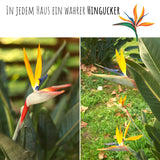 Strelitzie / Paradiesvogelblume Samen - Strelitzia reginae, 4 Korn - HappySeed