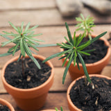 GROW2GO Weihnachtsbaum zum selber Pflanzen - Mini-Gewächshaus, Nordmanntanne Samen & Erde - HappySeed