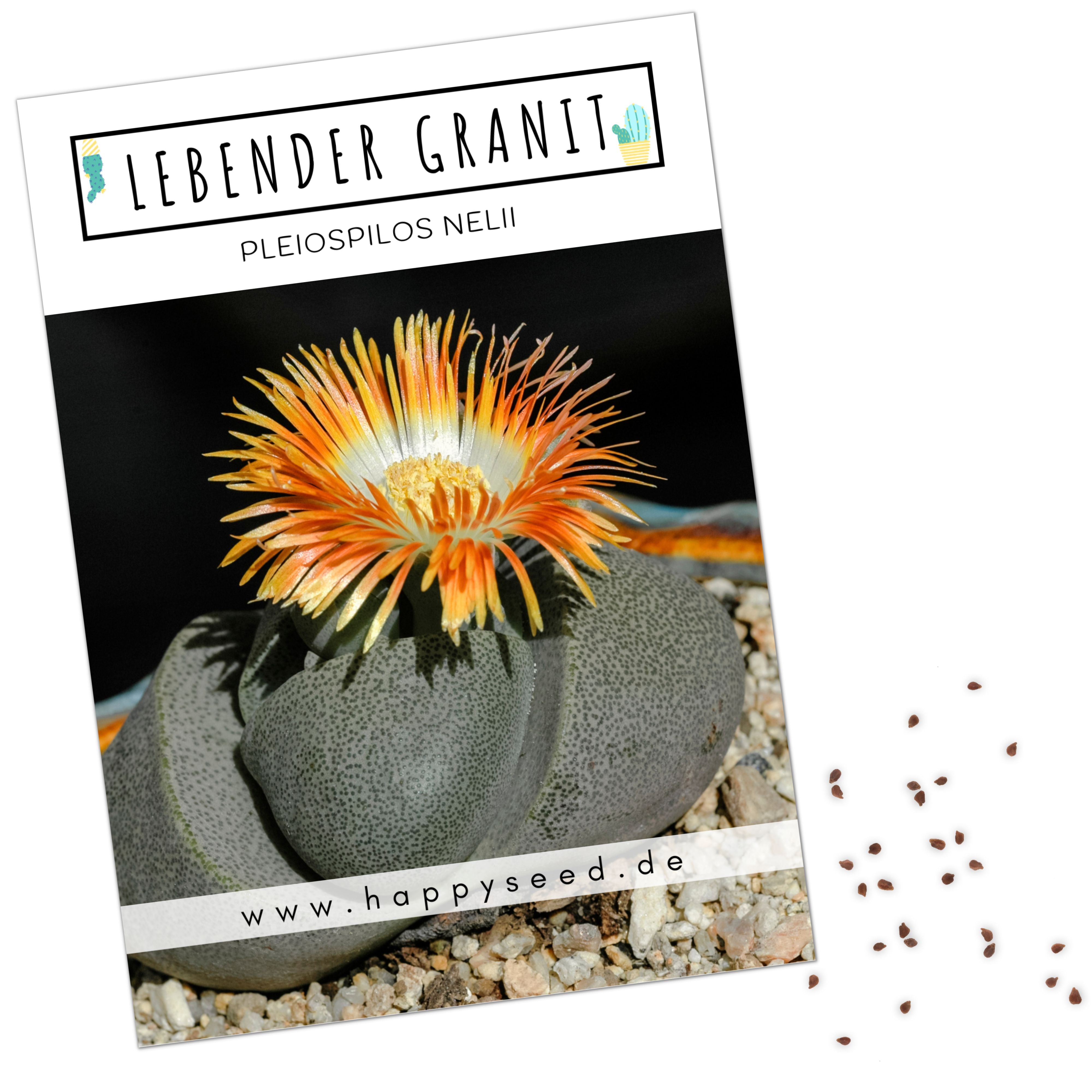 Lebender Granit Samen Pleiospilos Nelii (Kakteen) HappySeed