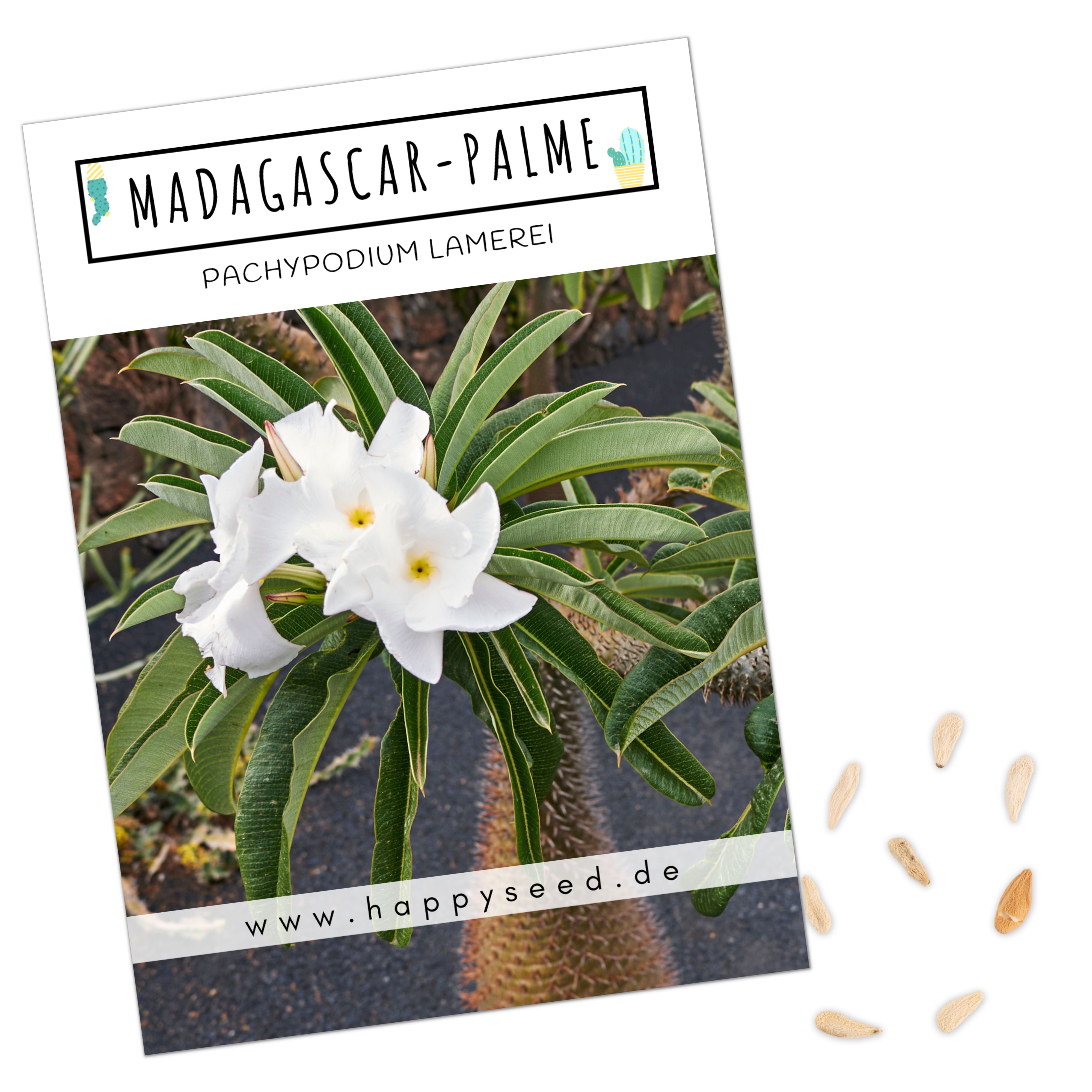Madagascar Palme Samen