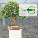 ROMBERG Formschnitt-Schere „Bonsai“ - Perfekt für Ihren eigenen Bonsai Baum - HappySeed