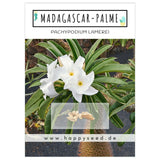 Madagascar Palme Samen - Pachypodium Lamerei (Kakteen) - HappySeed