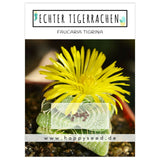 Echter Tigerrachen Samen - Faucaria Tigra (Kakteen) - HappySeed