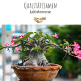 Wüstenrose Samen - Adenium Obesum (Kakteen) - HappySeed