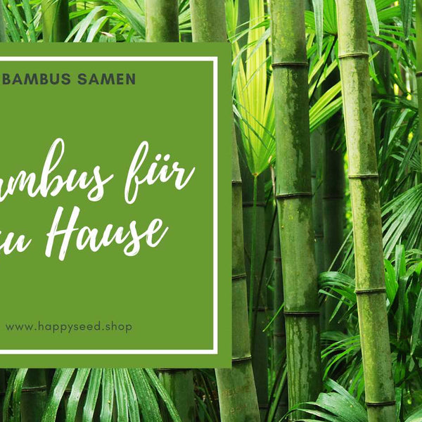 Bambus Samen fr zu Hause!  HappySeed