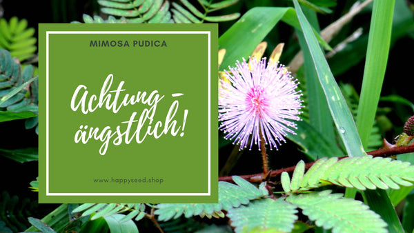 Mimose Samen (Mimosa Pudica)