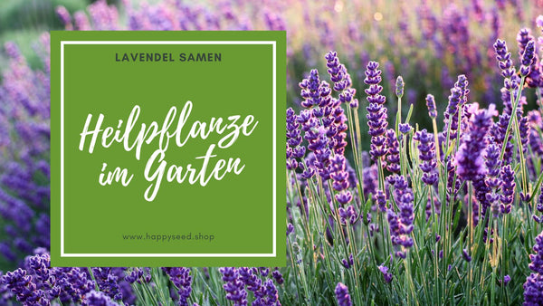 Lavendel – eine Heilpflanze für deinen Garten