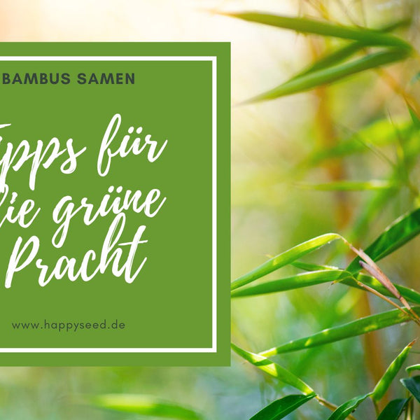 Bambus Samen - Tipps fr erfolgreiches Pflanzen  HappySeed