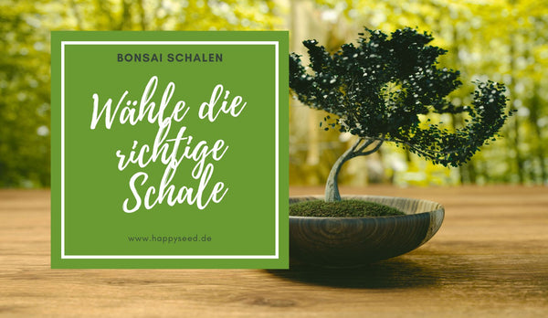 Bonsai Schale von HappySeed