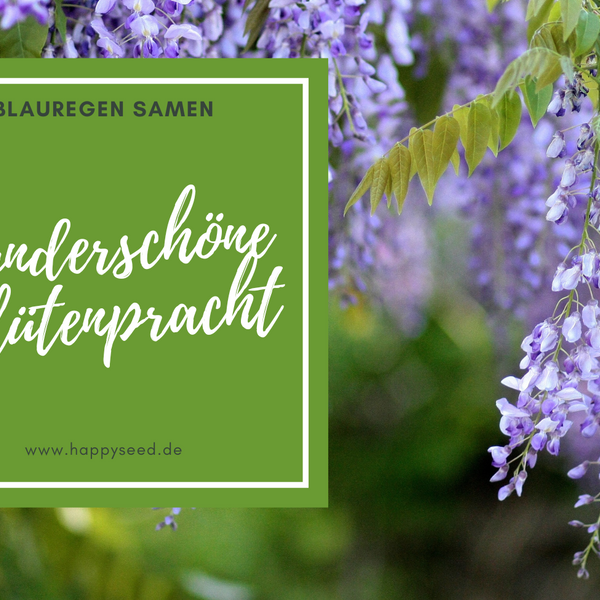 Blauregen Samen - Tipps und Tricks fr deinen Anbau  HappySeed