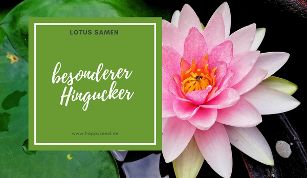 Lotus Samen Anzucht - Die Lotusblume (nelumbo nucifera) als Superfood 