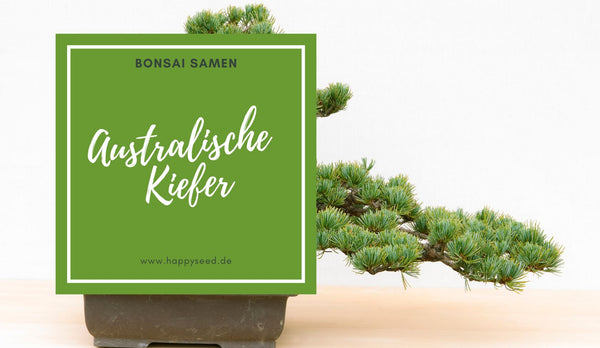 Australische Kiefer als Bonsai