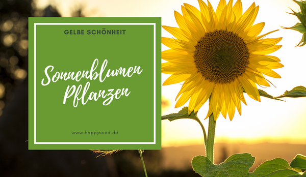 Sonnenblumen Samen pflanzen