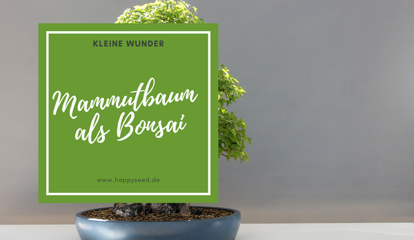 Mammutbaum Samen - Pflanze deinen Mammutbaum als Bonsai