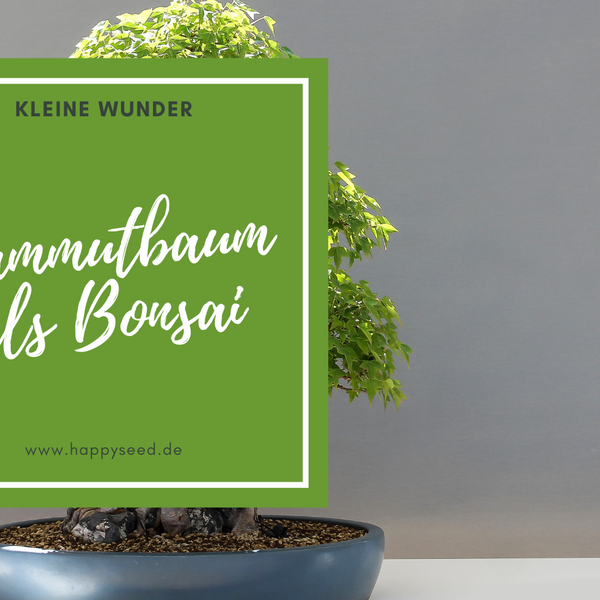 Mammutbaum Samen - Pflanze deinen Mammutbaum als Bonsai  HappySeed