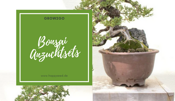 Bonsai Anzuchtset - Pflanze deinen eigenen Bonsai mit dem Bonsai Starter Kit