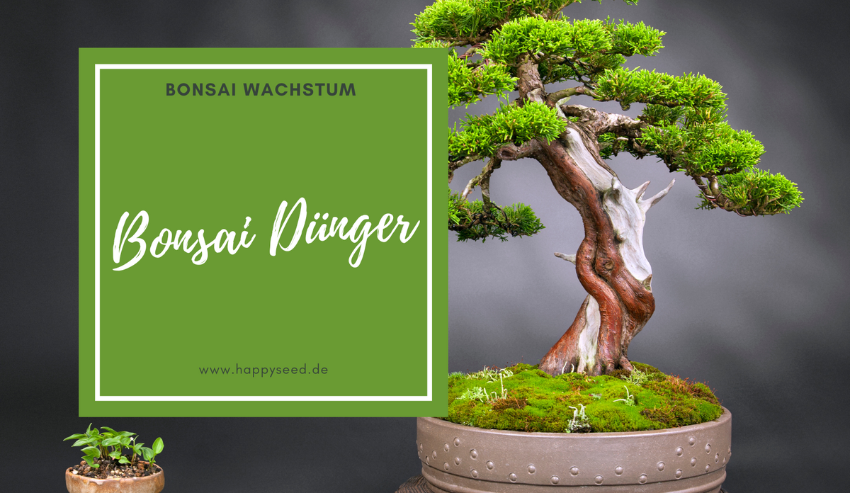 kanarischen drachenbaum Dracaena draco | Drachenbaum von den Kanarischen Inseln | Gesunde Pflanze main image 1