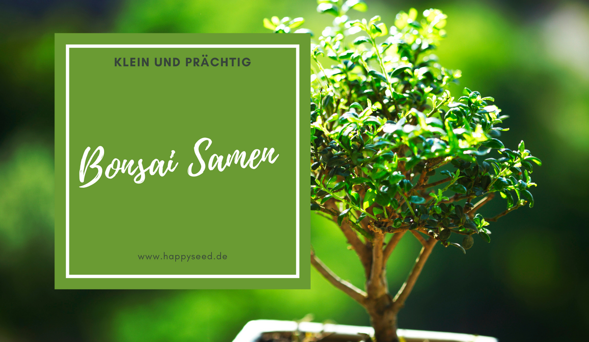 broom style bonsai Broom Style Chinese Elm Bonsai