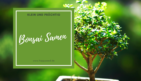 Bonsai Samen 