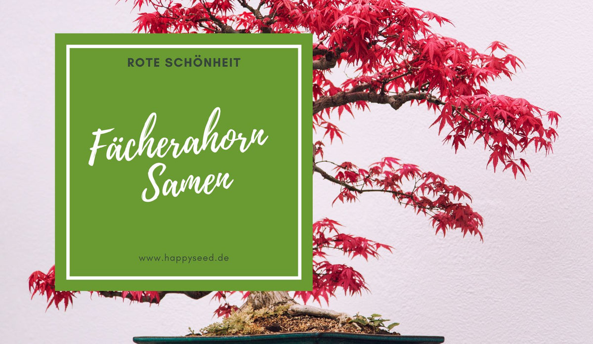 Wstenrose Samen - die Wstenrose als Bonsai  HappySeed