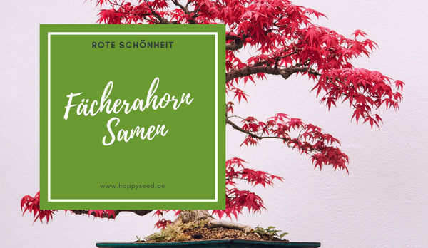 Fächerahorn Bonsai