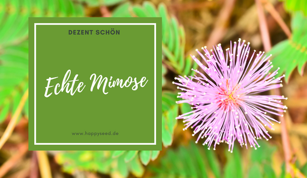 Echte Mimose Samen - Die Schönheit einfach aus Samen ziehen