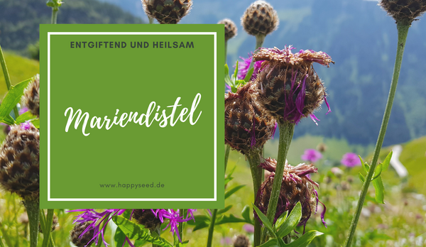 Bio Mariendistel Samen kaufen