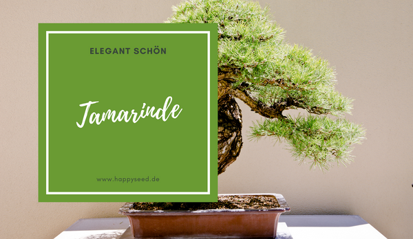 Tamarinde Samen
