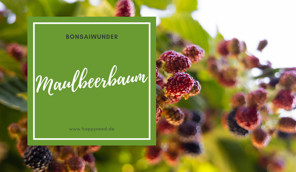 Maulbeerbaum (morus alba)  Samen - Die Schönheit als Bonsai 