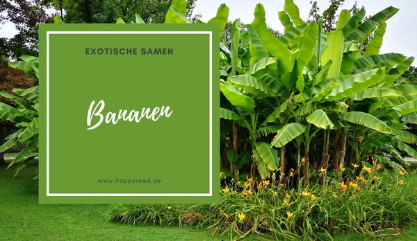 Vom Bananen Samen zu süßer Ernte - so baust du Bananensamen im Garten an