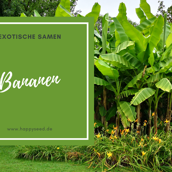 erde fr bananenpflanze Bananenpflanzen Erde online kaufen