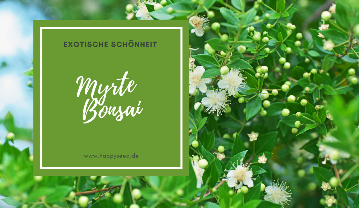 Die Kunst des Bonsai Baums - Anzucht von Buddha Feige Samen  HappySeed