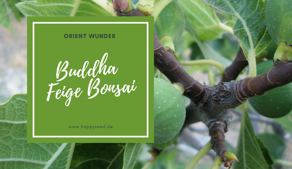 Buddha Feige Samen 