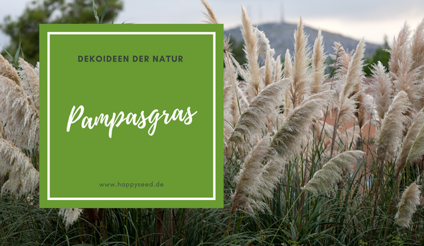 Pampas Gras Samen