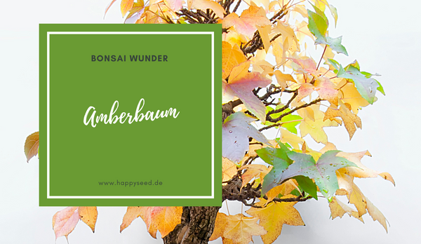 Amberbaum Samen